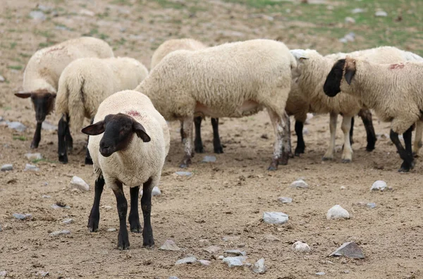 Пасутся Овцы Черной Головой Ногами Северной Европе — стоковое фото