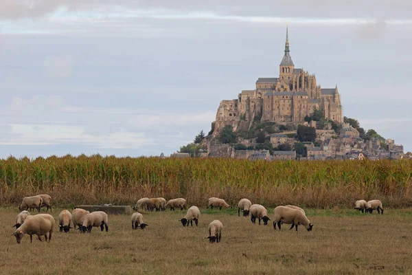 Задньому Плані Франції Засипають Вівці Чорною Головою Абатством Монте Мішель — стокове фото