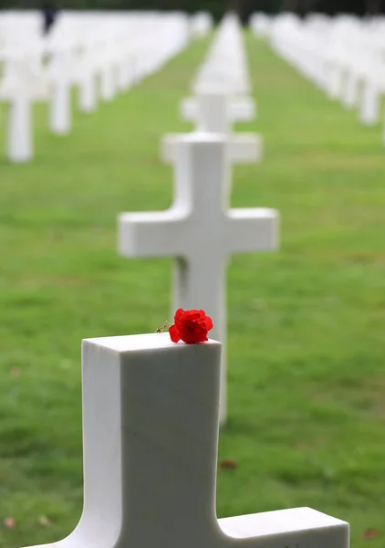 Rosa Rossa Sulla Croce Cimitero Soldati Morti Durante Seconda Guerra — Foto Stock