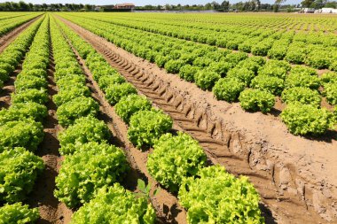 green head of fresh lettuce grown in the cultivated field in summer