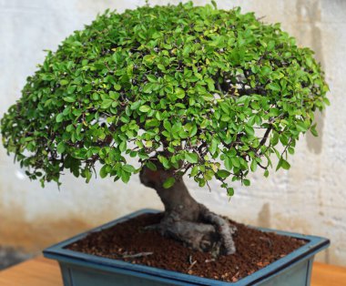 Çok yaşlı bir bonsai ağacı ve içinde çok küçük yeşil yapraklar var.