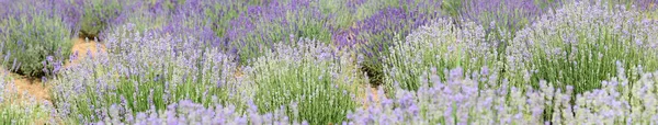 Lavender Flower Bushes Field Production Perfumes Essential Oils —  Fotos de Stock