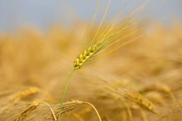 生长在田里的成熟麦穗 准备在夏天收割 — 图库照片