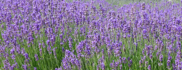 Lavender Flower Bushes Field Production Perfumes Essential Oils — Foto Stock