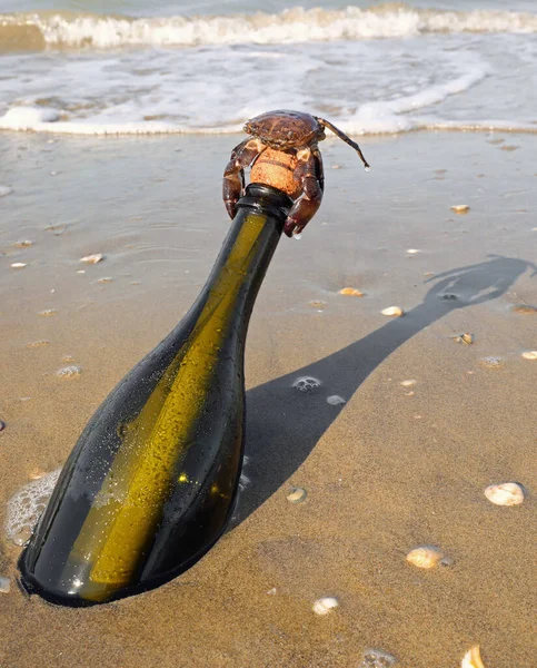 secret message inside the closed glass bottle with cork and a big crab above beached by the sea