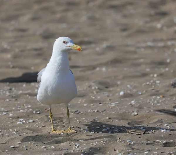大海鸥 有黄色的喙 爪子在沙滩上 — 图库照片