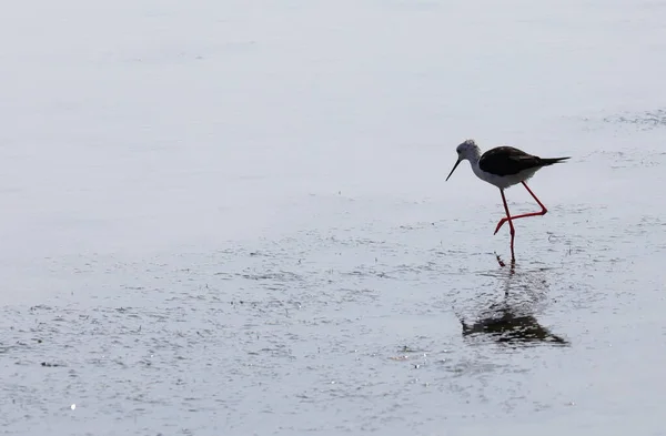 Bird Knight Italy Long Thin Paws Water Pond — Stock Photo, Image