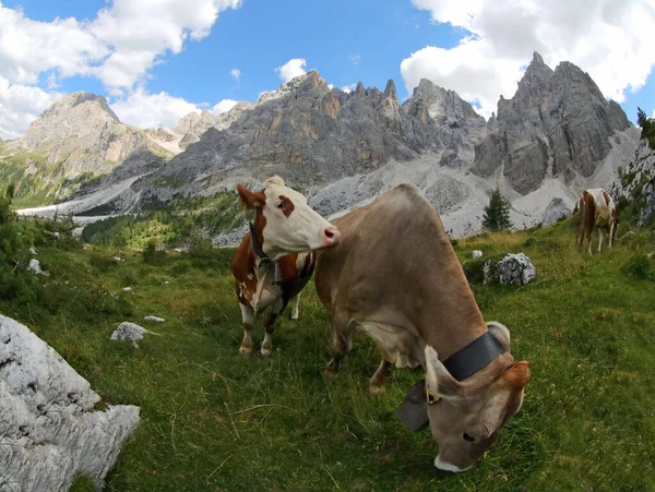 Brązowa Krowa Podczas Wypasu Zielona Trawa Łąkach Wysokich Gór Lecie — Zdjęcie stockowe