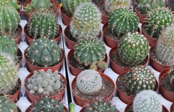 Collection Many Cacti Small Pots Prickly Quills Sale Greenhouse — Stock Photo, Image