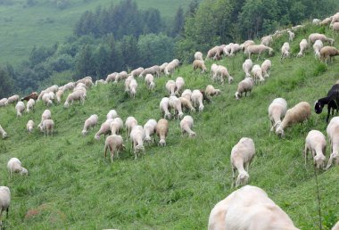Birçok beyaz koyun sürüsü, dağlarda yün yetiştirmek için zaten kısırdır.