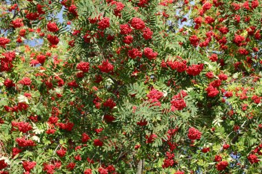 Olgun kırmızı meyveli ağaç Sorbus aucuparia ya da yazın genellikle Rowan denir.