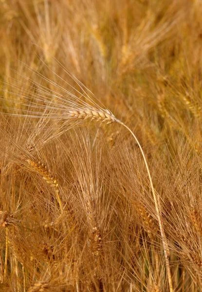Olgunlaşmış Altın Buğday Kulağı Yazın Hasat Edilmeye Hazır — Stok fotoğraf