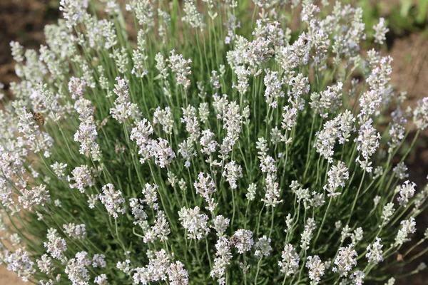 Industriell Odling Med Täta Blommande Buskar Väldoftande Lavendel För Att — Stockfoto