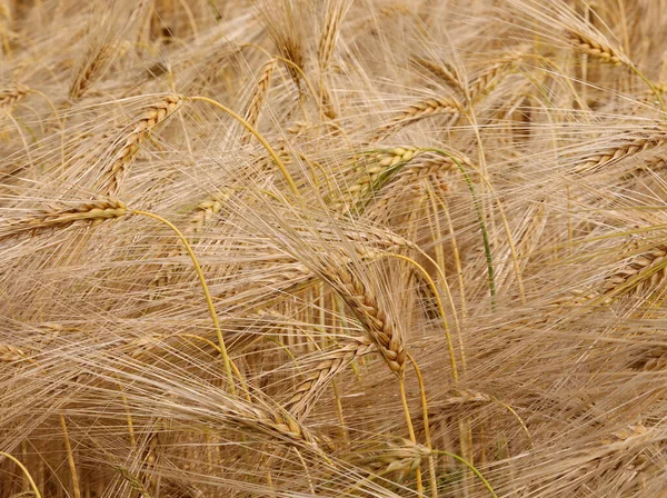 Cultivated Wheat Field Golden Ripe Ears Ready Harvest Early Summer — Zdjęcie stockowe