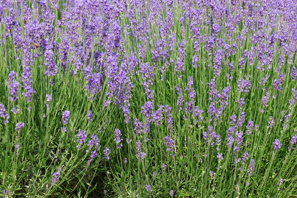 Lavender Flower Bushes Field Production Perfumes Essential Oils — Fotografia de Stock