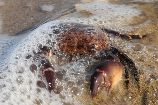 Grote Krab Met Krachtige Klauwen Die Zich Het Midden Van — Stockfoto