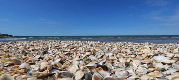 Tausende Muscheln Strand Meer — Stockfoto