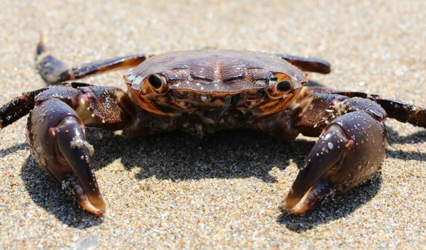 big crab with mighty claws in the sandy beach