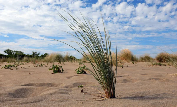 Desert Landscape Sand Dunes Shrubs Withered Heat — Stock Photo, Image