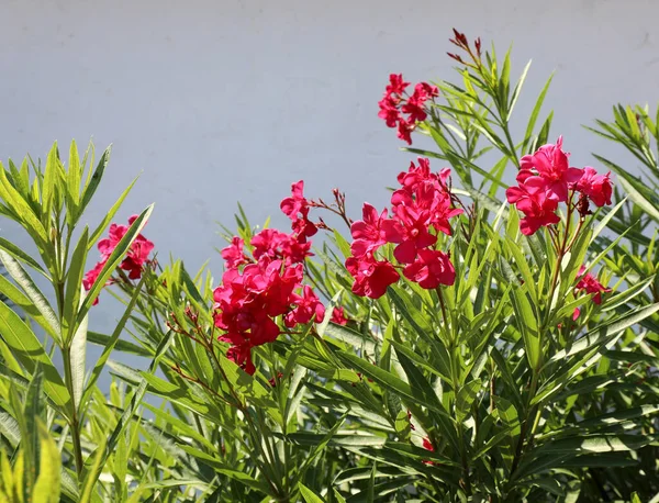Flores Oleandro Planta Floração Típica Área Mediterrânica Que Floresce Verão — Fotografia de Stock