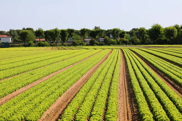 Green Head Fresh Lettuce Grown Cultivated Field Summer — Fotografie, imagine de stoc