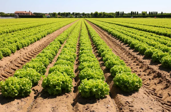 Green Head Fresh Lettuce Grown Cultivated Field Summer — Zdjęcie stockowe