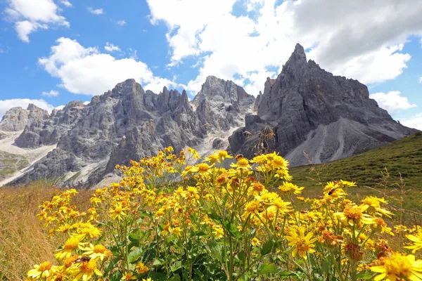 Gelbe Blüten Der Arnika Montana Und Die Berge Der Dolomiten — Stockfoto