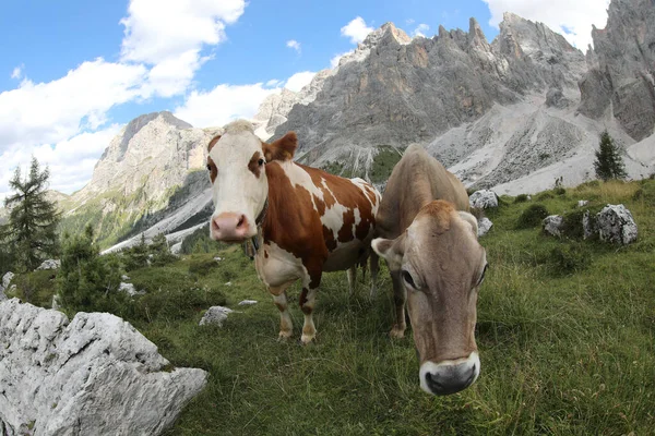 Vacas Pastando Pastam Grama Montanha Livre Para Pastar Nos Prados — Fotografia de Stock