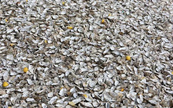 Thousands Oyster Shells Thrown Tourists Beach Eating Them Cancale Country — Stock Photo, Image