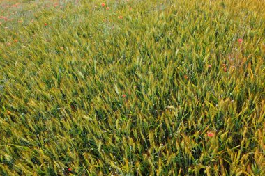 Tarlada hasat için neredeyse hazır buğday başakları ve kırmızı çiçekli gelincikler.