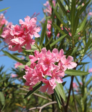 Çiçekli Oleander bitkisi Yazın pembe çiçeklerle