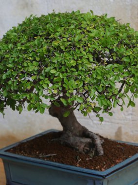 Çok yaşlı bir bonsai ağacı ve içinde çok küçük yeşil yapraklar var.
