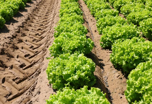 Lechuga Verde Fresca Sin Utilizar Pesticidas Químicos Campo Cultivado —  Fotos de Stock