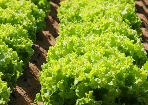 Frischer Grüner Salat Ohne Einsatz Chemischer Pestizide Auf Dem Bestellten — Stockfoto