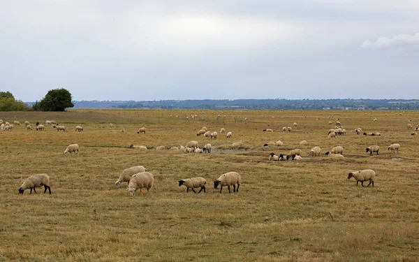 Pastando Ovelhas Suffolk Com Cabeça Preta Pernas Norte Europa — Fotografia de Stock