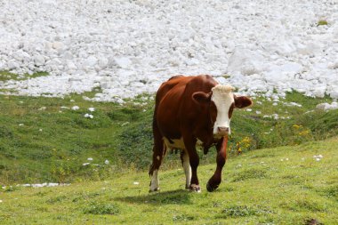 Büyük kahverengi inek yazın dağlarda otluyor.