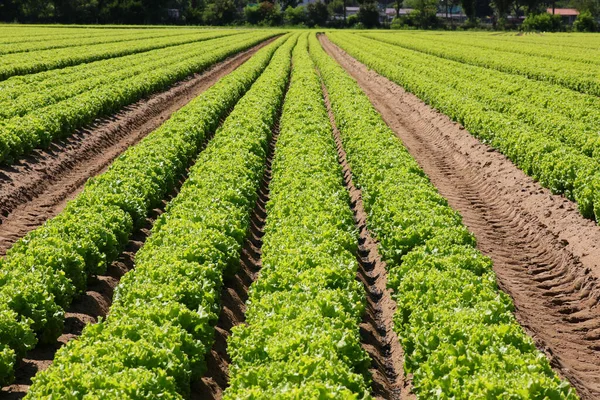 Green Head Fresh Lettuce Grown Cultivated Field Summer — Φωτογραφία Αρχείου