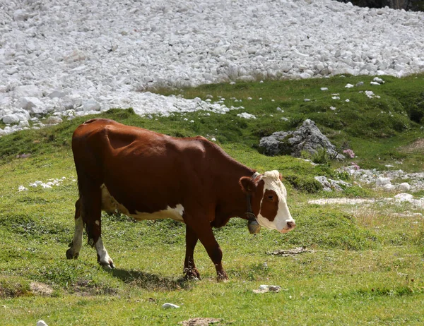 Vaca Marrón Mientras Pastorea Hierba Verde Los Prados Alta Montaña —  Fotos de Stock