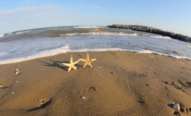 Yazın sahilde el ele tutuşmuş gibi görünen iki küçük deniz yıldızı.
