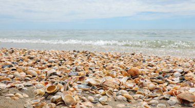çok sayıda kabuğun arka planı ve alçak çekim arkaplanındaki deniz