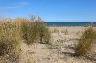 Kum tepecikleri, kurumuş çalılar ve uzakta deniz olan çöl manzarası.