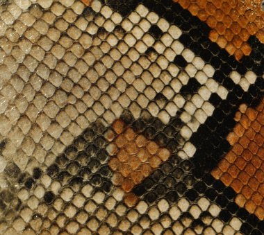 Moda aksesuarları yaratmak için yılan derisi ayrıntıları