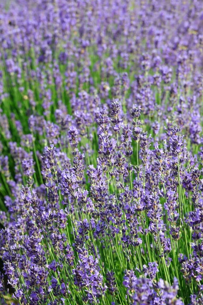 Industrieller Anbau Mit Dicht Blühenden Sträuchern Duftenden Lavendels Zur Gewinnung — Stockfoto