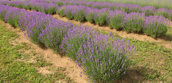 lavender flower bushes in the field to production of perfumes and essential oils