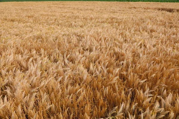 Yellow Background Golden Wheat Ears Wheat Ripened Harvest Summer — ストック写真
