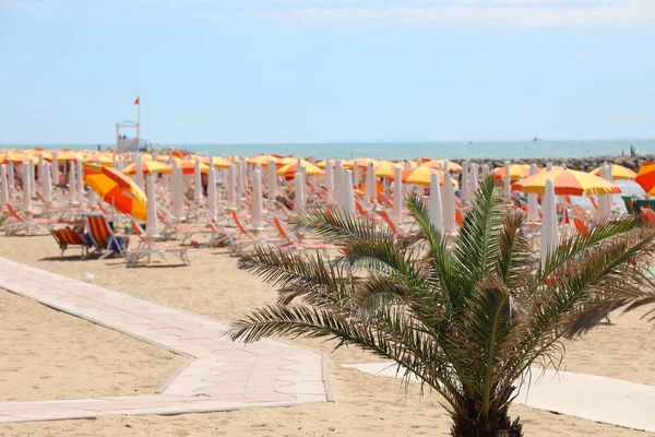 Plage Bord Mer Avec Parasols Chaises Longues Palmier Été — Photo