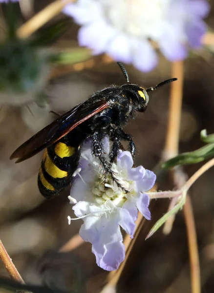 Grote Gevaarlijke Mammoet Achtige Wespen Zuigen Nectar Zomer — Stockfoto