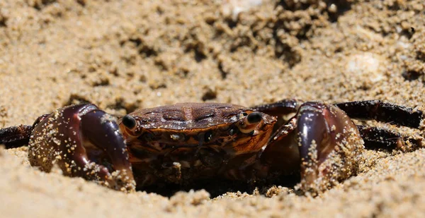 Krabbe Mit Kräftigen Krallen Die Sich Sandstrand Tarnt Beute Fangen — Stockfoto