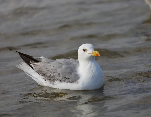Seagull Yellow Beak Swims Salty Water Sea — Stock Photo, Image