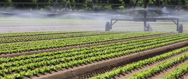 Système Irrigation Automatique Sur Champ Cultivé Pour Donner Eau Culture — Photo